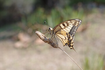 Papillon machaon sur une tige
