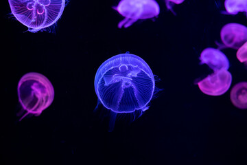 Colorful jellyfish closeup with dark background