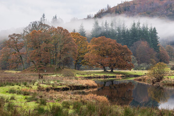 Beautiful Autumn landscape image of River Brathay in Lake District lookng towards Langdale Pikes with fog across river and vibrant woodlands