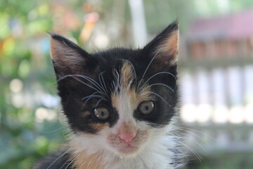 Muzzle of a tricolor kitten