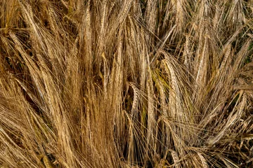 Foto auf Alu-Dibond Graanveld - Grain field © Holland-PhotostockNL