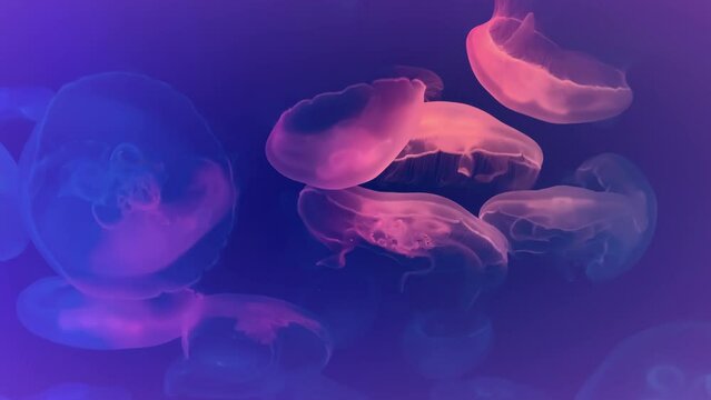 Shiny vibrant fluorescent jellyfish glow underwater. Phosphorescent cosmic medusa. Selective focus.