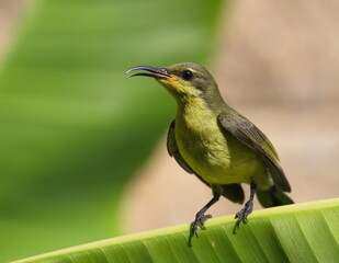 A small long-billed bird with a brownish-yellow chest on a green background.