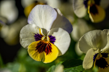 flowers on natural background