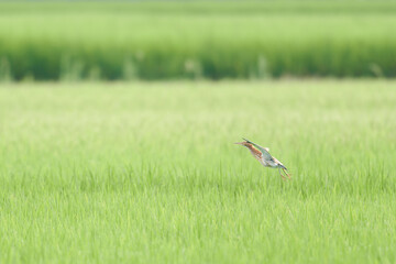 田んぼを飛ぶヨシゴイ
