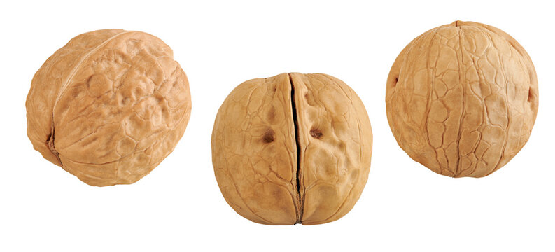 walnut isolated