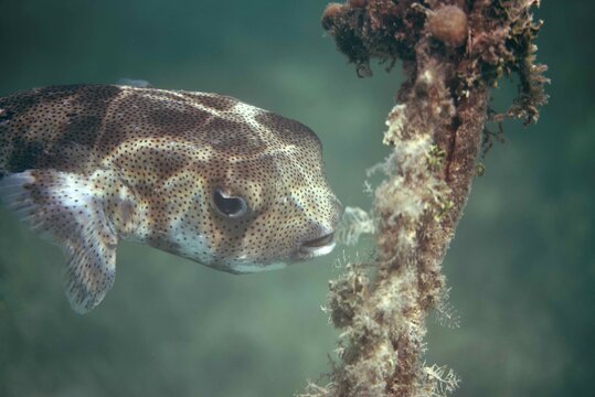 Porcupine Fish