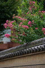 赤坂7丁目の瓦のある塀とサルスベリ