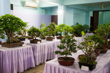 Bonsai tree exhibiton on August 27, 2022