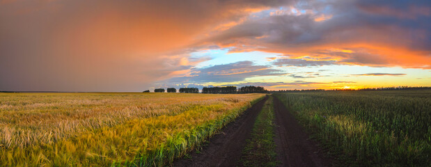 Summer sunset rural landscape with beautiful clouds over the dirt road and golden wheat fields