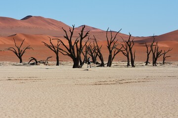 Abgestorbene Bäume im Deadvlei in Namibia. 