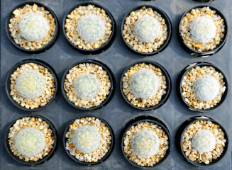 Small Succulent cactus plant garden, Group of cactuses in the pots, Succulents, Potted small house plants, home interior. White minimal cactuses in a jar, plant for home decoration, back ground.
