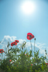 Obraz premium ポピー畑
