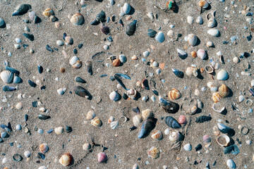 Seashells 