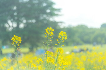 菜の花