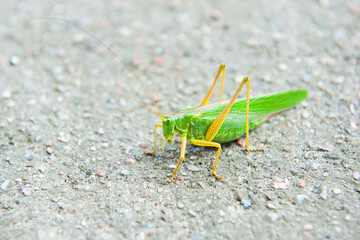 Close up of green grasshopper