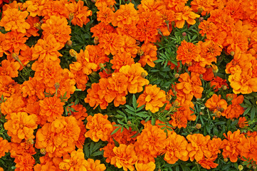 Close up of colourful Marigold, Tagetes