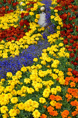  assorted Marigolds, Tagetes giving an example of municipal planting