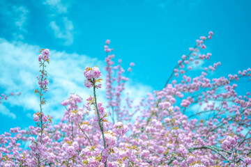 八重桜
