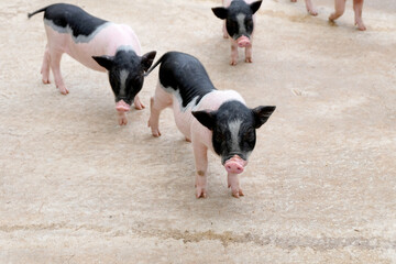 Dwarf pig and his friends, Many dwarf pig pink skin with black-spotted standing on straw waiting...