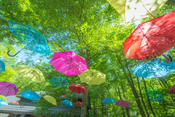 木々とパラソル