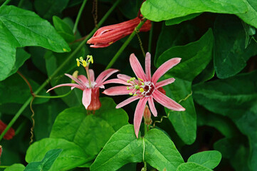  Passion flower Sanguinolenta pinit in close up