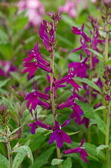 Close up of a Lobelia x speciosa 'Hadspen Purple'