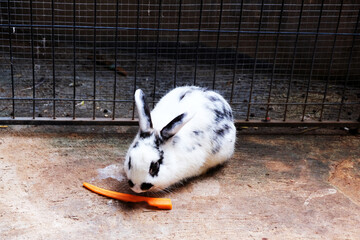 Cute Lop-Pretty rabbit eating a carrot in the fence, white and black-spotted rabbit eats in the cage, Pretty little bunny eating dry food from a bowl, Wild animals in national living. Loving animals