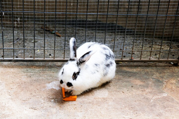 Cute Lop-Pretty rabbit eating a carrot in the fence, white and black-spotted rabbit eats in the cage, Pretty little bunny eating dry food from a bowl, Wild animals in national living. Loving animals