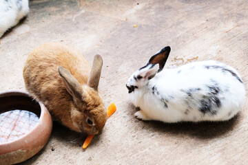 Two Cute Lop-Pretty rabbit eating a carrot in the fence, white and black-spotted rabbit eats in a cage, Pretty little bunny eating dry food from a bowl, Wild animals in national living. Loving animals