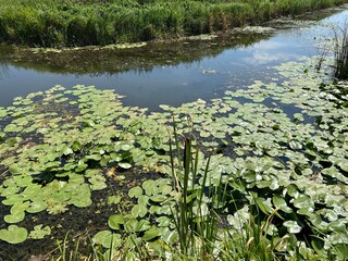 Water channels, floodplains and wetland vegetation in the Kopacki rit nature park - Kopacevo, Croatia (Naplavna područja i močvarna vegetacija u parku prirode Kopački rit - Kopačevo, Hrvatska)