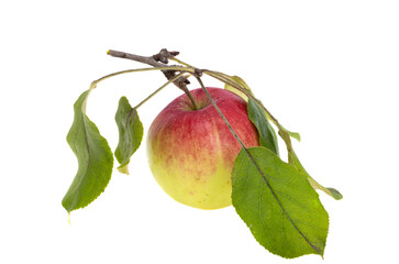 apple with leaves isolated © ksena32
