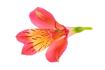 Fototapeta na wymiar alstroemeria flower isolated
