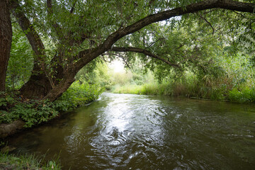 summer landscape near a small river