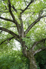 summer landscape of big green tree