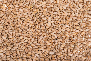 background of wheat grains close-up