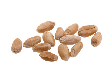 wheat isolated