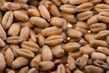 background of wheat grains close-up
