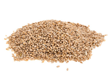 wheat isolated