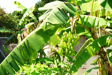 Fresh Green Banana in Okinawa, Japan - 日本 沖縄 島バナナ 