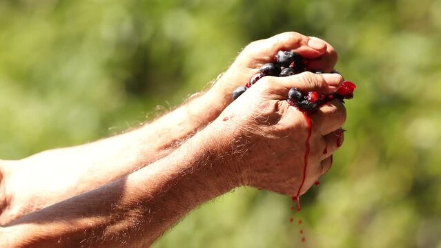 hands holding bunch of grapes releasing must