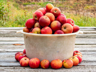 Fruit harvest of red apples in a plastic bowl on a wooden table.