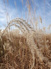Fototapeta premium A field of reeds