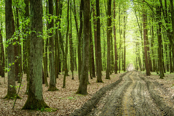 Unpaved road through the green spring forest