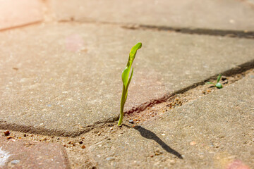 Small plant grows from a concrete pavement