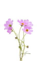 bouquet of cosmos isolated