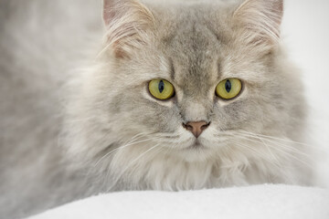 close up portrait of a grey cat