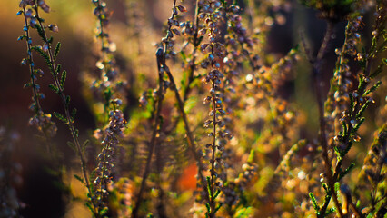 Macro de bruyères sauvages aux teintes orangées, photographiées dans la forêt des Landes de Gascogne