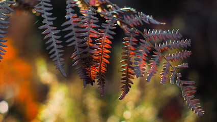 Macro de feuilles de fougères sauvages, aux teintes orangées, photographiées à pleine ouverture...