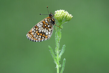 Wing under-side view of Nickerl's fritillary (Mellicta aurelia) on a white flower